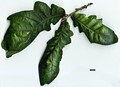 SpeciesSub: Heterophylla Group 'Cucullata' SpeciesSub: Heterophylla Group 'Cucullata'